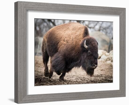 American Bison-abzerit-Framed Photographic Print