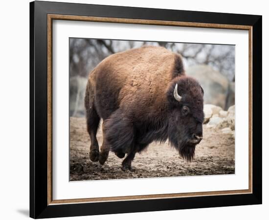 American Bison-abzerit-Framed Photographic Print