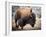 American Bison-abzerit-Framed Photographic Print