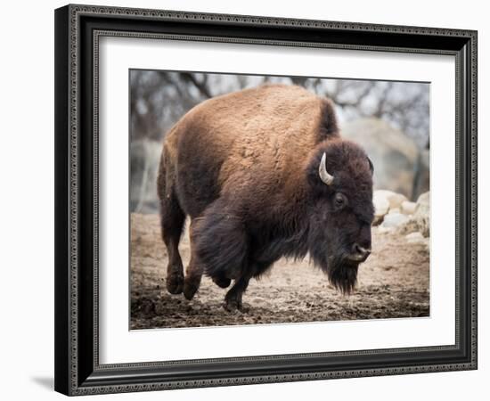 American Bison-abzerit-Framed Photographic Print