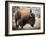 American Bison-abzerit-Framed Photographic Print