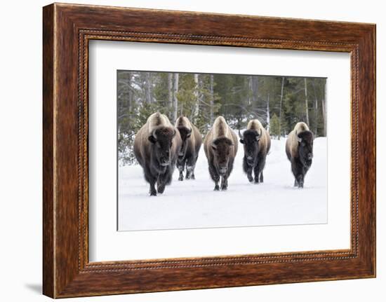 American Bison-David Osborn-Framed Photographic Print