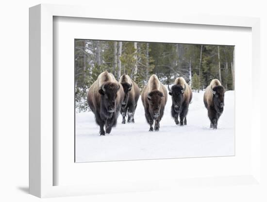 American Bison-David Osborn-Framed Photographic Print