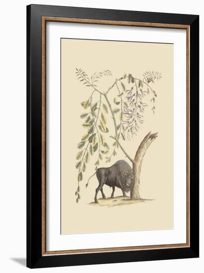 American Bison-Mark Catesby-Framed Art Print