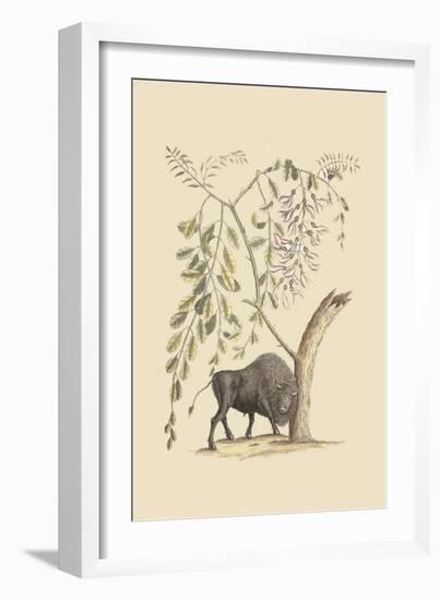 American Bison-Mark Catesby-Framed Art Print