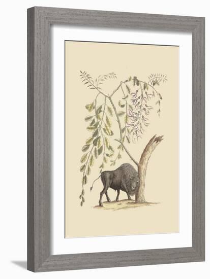 American Bison-Mark Catesby-Framed Premium Giclee Print