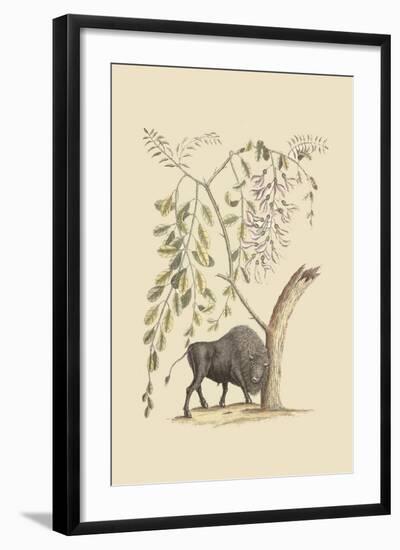 American Bison-Mark Catesby-Framed Art Print