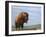 American Bison-James W Johnson-Framed Giclee Print