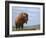 American Bison-James W Johnson-Framed Giclee Print