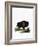 American Bison-null-Framed Giclee Print