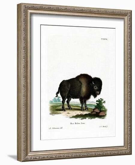 American Bison-null-Framed Giclee Print