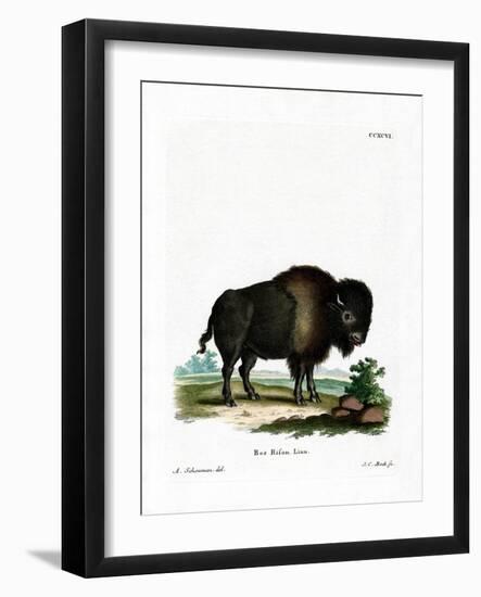 American Bison-null-Framed Giclee Print