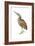 American Bittern (Botaurus Lentiginosus), Birds-Encyclopaedia Britannica-Framed Art Print