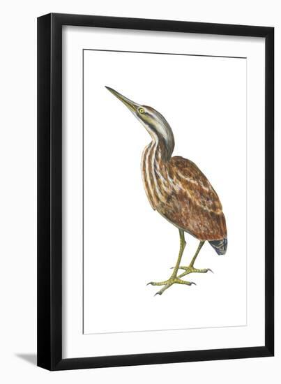 American Bittern (Botaurus Lentiginosus), Birds-Encyclopaedia Britannica-Framed Art Print