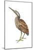 American Bittern (Botaurus Lentiginosus), Birds-Encyclopaedia Britannica-Mounted Art Print