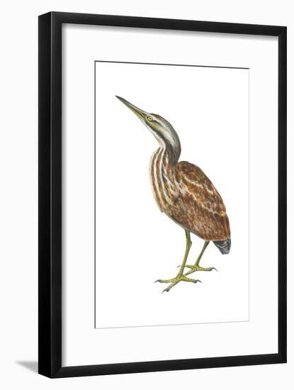 American Bittern (Botaurus Lentiginosus), Birds-Encyclopaedia Britannica-Framed Art Print