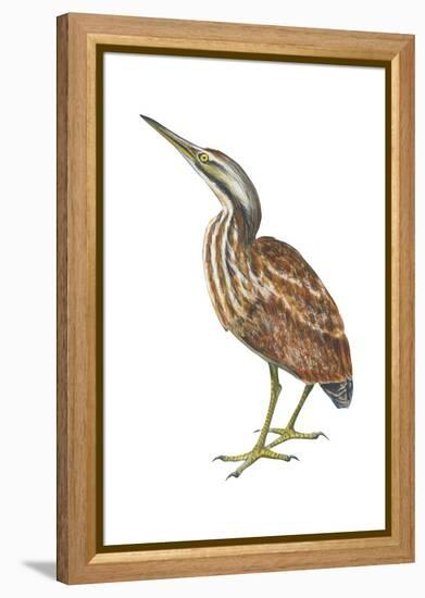 American Bittern (Botaurus Lentiginosus), Birds-Encyclopaedia Britannica-Framed Stretched Canvas