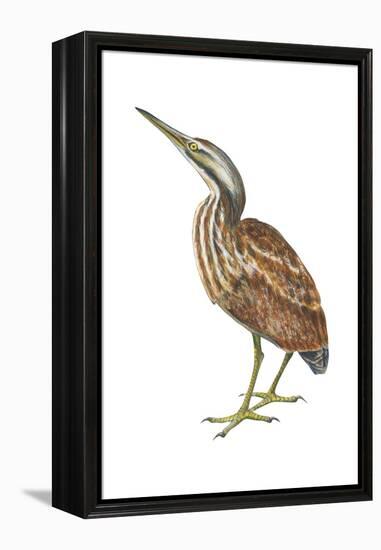 American Bittern (Botaurus Lentiginosus), Birds-Encyclopaedia Britannica-Framed Stretched Canvas