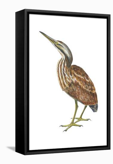 American Bittern (Botaurus Lentiginosus), Birds-Encyclopaedia Britannica-Framed Stretched Canvas
