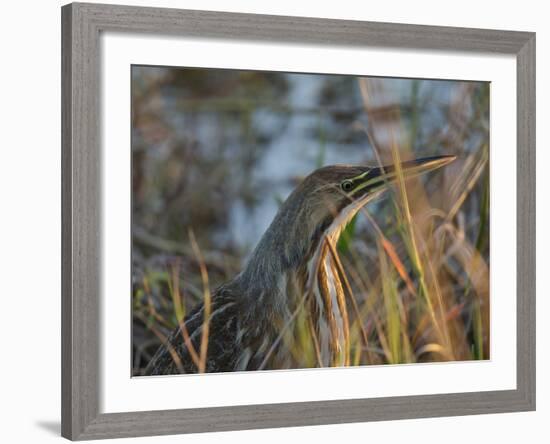 American Bittern, Viera Wetlands, Florida, Usa-Maresa Pryor-Framed Photographic Print