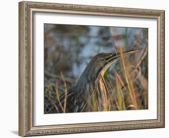 American Bittern, Viera Wetlands, Florida, Usa-Maresa Pryor-Framed Photographic Print