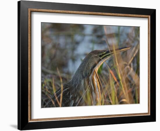 American Bittern, Viera Wetlands, Florida, Usa-Maresa Pryor-Framed Photographic Print