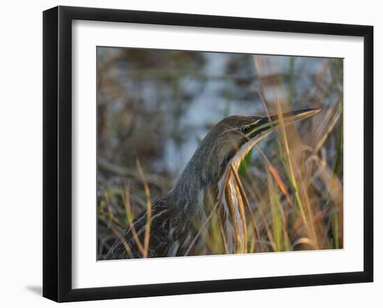 American Bittern, Viera Wetlands, Florida, Usa-Maresa Pryor-Framed Photographic Print