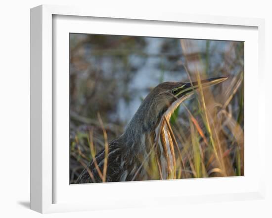 American Bittern, Viera Wetlands, Florida, Usa-Maresa Pryor-Framed Photographic Print