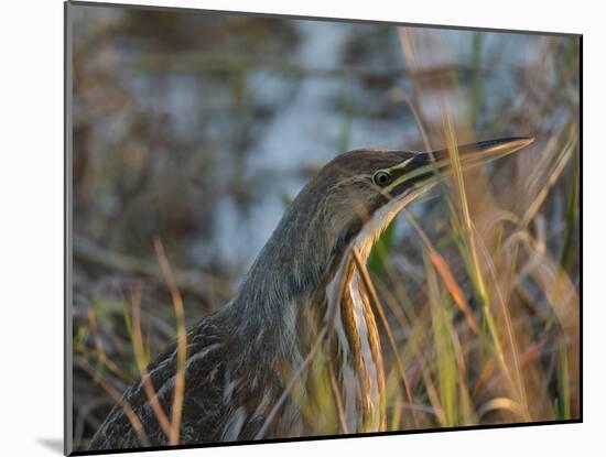 American Bittern, Viera Wetlands, Florida, Usa-Maresa Pryor-Mounted Photographic Print