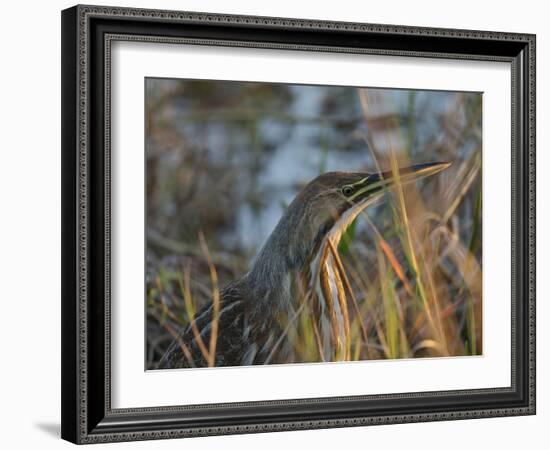 American Bittern, Viera Wetlands, Florida, Usa-Maresa Pryor-Framed Photographic Print