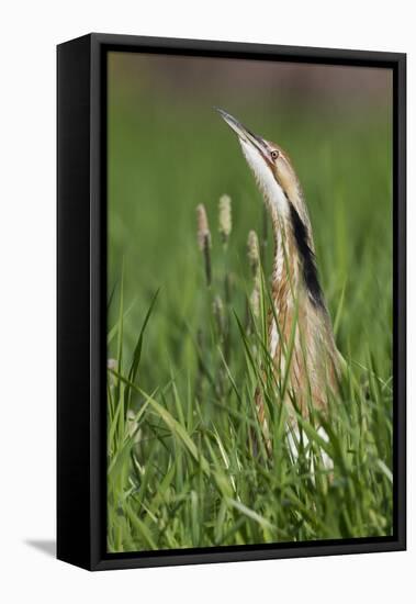 American Bittern-Ken Archer-Framed Premier Image Canvas