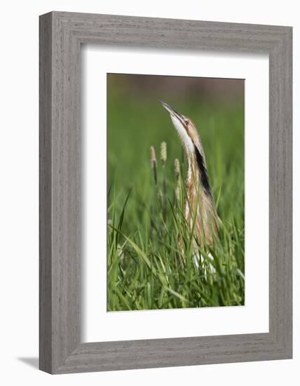 American Bittern-Ken Archer-Framed Photographic Print