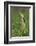 American Bittern-Ken Archer-Framed Photographic Print