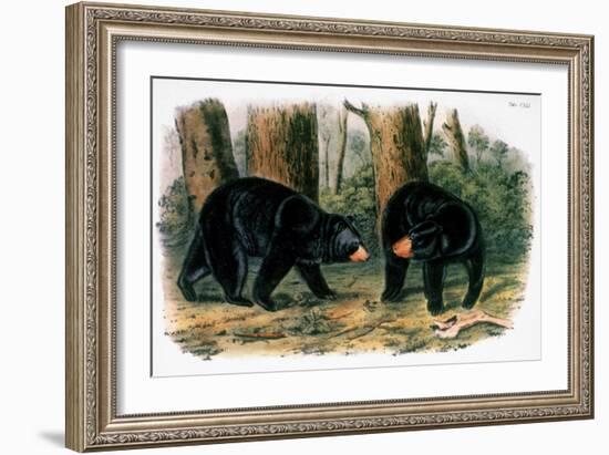 American Black Bear, 1844-John Woodhouse Audubon-Framed Giclee Print