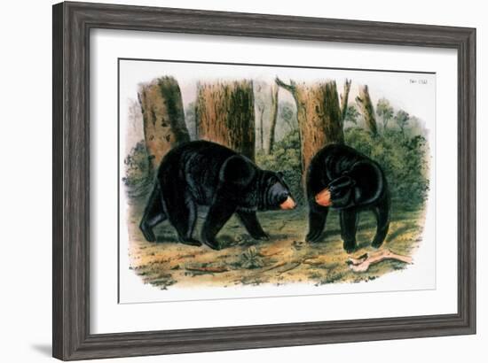 American Black Bear, 1844-John Woodhouse Audubon-Framed Giclee Print