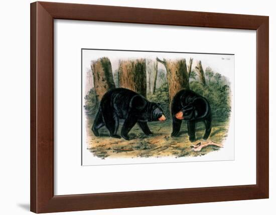 American Black Bear, 1844-John Woodhouse Audubon-Framed Giclee Print