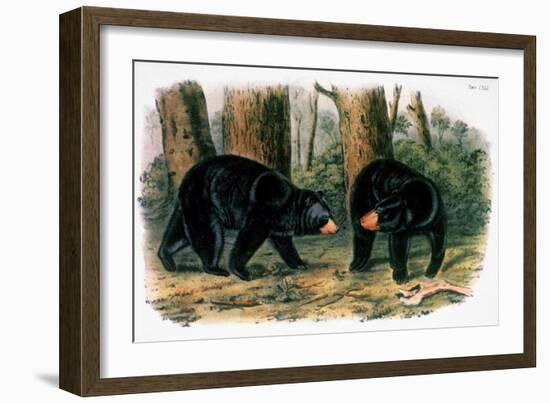 American Black Bear, 1844-John Woodhouse Audubon-Framed Giclee Print