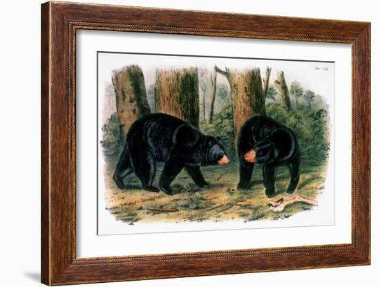 American Black Bear, 1844-John Woodhouse Audubon-Framed Giclee Print