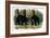 American Black Bear, 1844-John Woodhouse Audubon-Framed Giclee Print