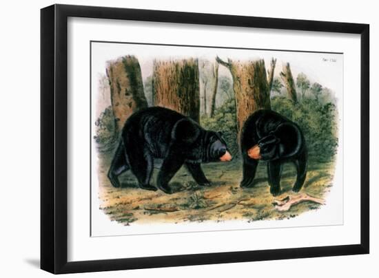 American Black Bear, 1844-John Woodhouse Audubon-Framed Giclee Print