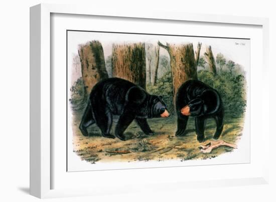 American Black Bear, 1844-John Woodhouse Audubon-Framed Giclee Print