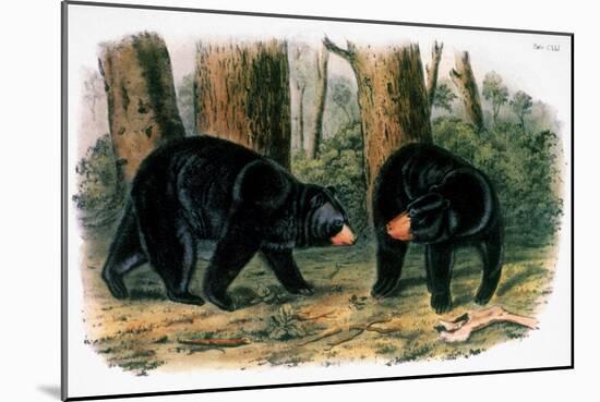 American Black Bear, 1844-John Woodhouse Audubon-Mounted Giclee Print