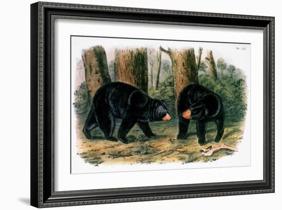 American Black Bear, 1844-John Woodhouse Audubon-Framed Giclee Print