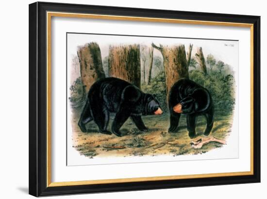 American Black Bear, 1844-John Woodhouse Audubon-Framed Giclee Print