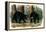 American Black Bear, 1844-John Woodhouse Audubon-Framed Premier Image Canvas