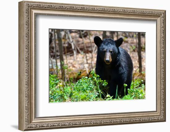 American Black Bear in Shenandoah National Park, Virginia-Orhan-Framed Photographic Print