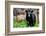 American Black Bear in Shenandoah National Park, Virginia-Orhan-Framed Photographic Print