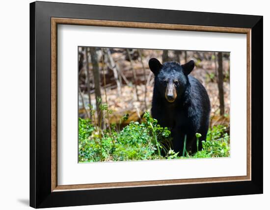 American Black Bear in Shenandoah National Park, Virginia-Orhan-Framed Photographic Print