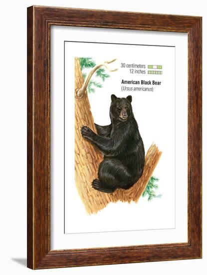 American Black Bear (Ursus Americanus), Mammals-Encyclopaedia Britannica-Framed Art Print
