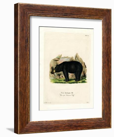 American Black Bear-null-Framed Giclee Print